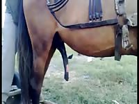 Friend laughs as farmer jerks off his horses giant cock for fun