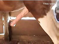 Dude bends over in the stable as his horse mounts and fucks him in the ass
