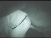 Guy breaks into a farm to get fucked by huge horse dicks