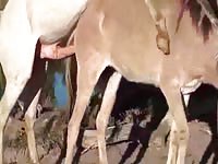 Well hung horse fucking mare in the farmyard