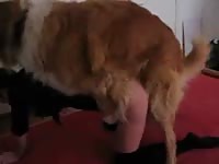 Huge mixed golden retriever fucks tiny ass