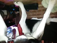 Horny dog likes when its mistress masturbates its big cock