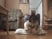 Bbw woman gets a hard missionary fucking from her horny K9