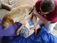 Fuck-hungry brown-haired girl gets banged by her golden retriever