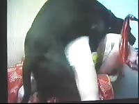 Smashing fresh-faced married hoe gets fucked by a K9 in this thrilling exclusive beast sex vid