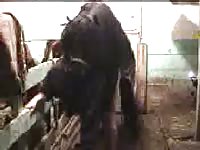 Chubby girl getting stuffed by massive 2 foot long horse cock