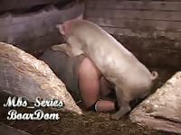 Huge hog pumping his owner's ass full of spunk with his curly cock