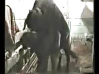 Giant stallion pumping this trashy whore full with it's giant cock