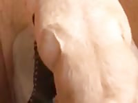 Giant erect horse cock pumping away at this sluts juicy pussy