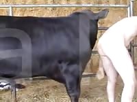 Perverted old man is having intercourse with black bulls on his farm