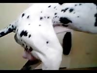 Huge Dalmatian slides his cock up his horny owner's gaping pussy