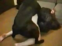 Husband encouraging his wife to take that canine cock deeper and deeper