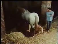 Happy boyfriend witnesses and records the action while his young lover gets fucked by horse