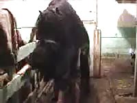 Girl bends over the fence and struggles to take this huge horse cock inside her