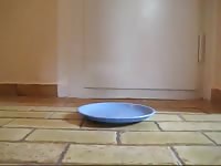 Taking a shit on food plate