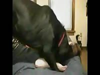 Foreplay zooporn girl fucks dog beastiality animals porn