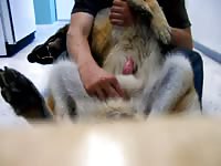 German shepherd jack on back