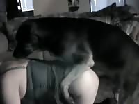 Kc night fuck zooporn dog sex xxx dog animals porn