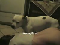 Kerstin vs pitbull