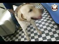 Ryo mizuki sex with white dog uncensored jav dog fuck girl animal porno
