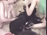 T bobs pregnant dog lover 2