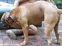 Two dogs with one girl jon zbc 046 animal porn porn zoo dog sex videos