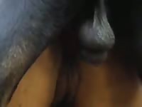 Ana rita with dog zooporn zoo porn dog xxx