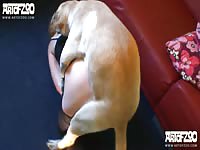 Annalena honey love artofzoo zoo porn dog porn xxx dog dog fucks girl