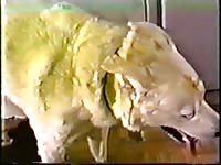Beast cornucopia 3 animal porno animal porn free zoo porn