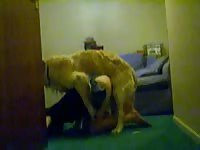 Caledonian humping shylark dog sex