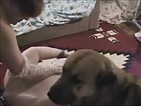 Caledonian nv sabrinas first time animal sex dog sex sex with dog