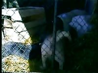 Caledonian pleasure in the pen sex with dog