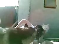Dog fucking dog fuck girl animal porno animal sex videos animal sex porn animals zooporno