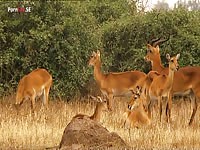 Animal like us homosexuality