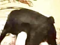 Arkafterdark dogsex slut wife getting off fucking her black dog