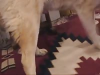 Fat MILF getting her pussy licked and fucked by dog in dog porn