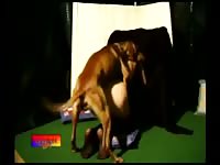 Bfi zsdv008 zoo swingers fucking dog dreams