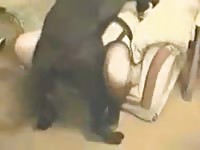 Black dog arkafterdark