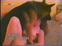 Buffy and german shepherd good qualtity