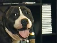 Canines blonde slut loves dog cock pt 1 animals fucking humans petsex com siterip