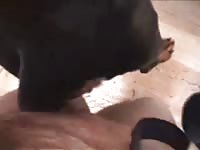 Canines dog cunt humans fucking animals petsex com siterip