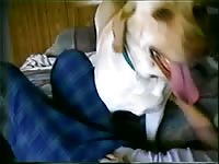 Petting the dog - Beastiality Amateur Porn