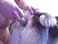 GayBeast Men And Animals Husky 1108 3 - Dude Fucks Animal