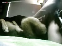 Gay Beast Com Men And Animals Loving2 - Dude Fucks Pet