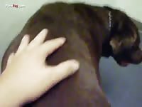 GayBeast.com Men And Animals Madie We Make Love 001 - Animal Porn Tube With Man