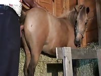 Gay Beast Com Men And Animals Man 1567 In Mare - Beastiality Porn With Dude