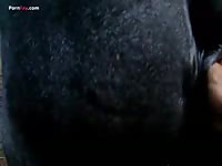 Gay Beast Com Men And Animals Mare Fist 2 - Dude Fucks Animal2