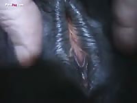 Gay Beast Com Men And Animals Mare Fun 3 - Beastiality Dude