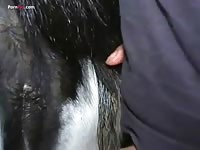 Gay Beast Com Men And Animals Mare Long Love - boy Fucks Animal