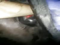 GayBeast Rip Men And Animals Midnight Mare 1883 - Zoophilia Dude- Animal Boy